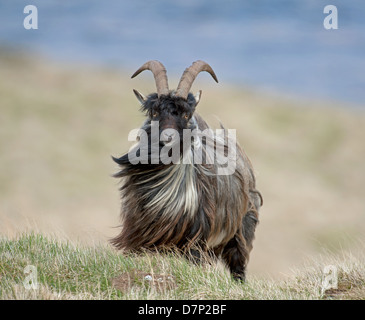 Wilde Ziegen leben wilde auf einem Berg Inverness-Shire.   SCO 9077 Stockfoto