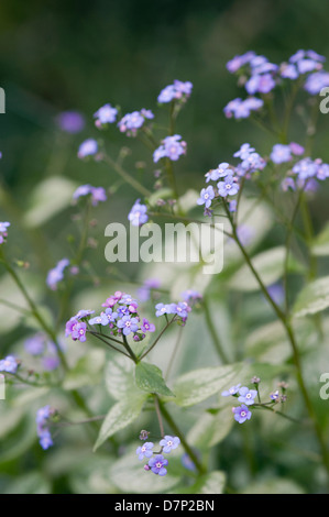 MYOSOTIS ARVENSIS (VERGISSMEINNICHT BLUMEN); CLOSE UP Stockfoto