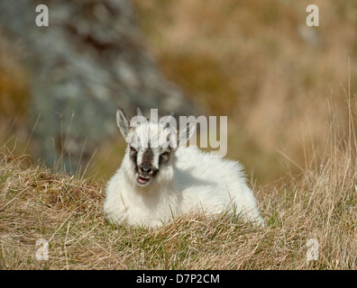 Wilde Ziege Kind auf einem Berg Inverness-Shire.   SCO 9079 Stockfoto