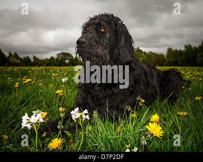 Schwarze Labradoodle liegen in einer Wiese mit Wildblumen an einem stürmischen Tag Stockfoto