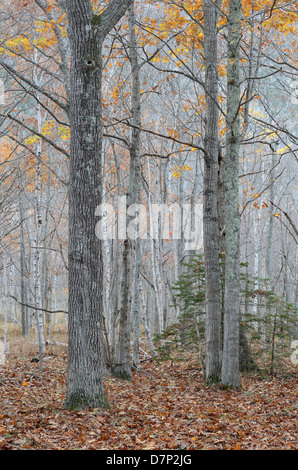 Wald im Acadia National Park, Maine. Stockfoto