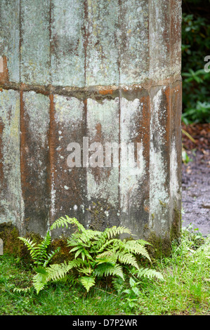 KLEINE FARNE SÄULE; RHS HARLOW CARR GÄRTEN; NORTH YORKSHIRE; ENGLAND, UK Stockfoto