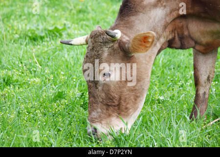 Nahaufnahme von Kuh Essen grass Stockfoto