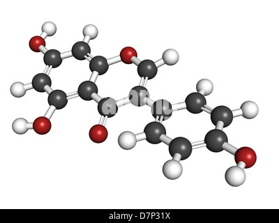 Genistein Isoflavonen, Molekülmodell. Atome werden als Kugeln mit konventionellen Farbkodierung dargestellt. Stockfoto