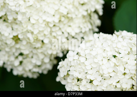 HYDRANGEA ARBORESCENS 'ANNABELLE' BLÜHT; HAUTNAH. Stockfoto