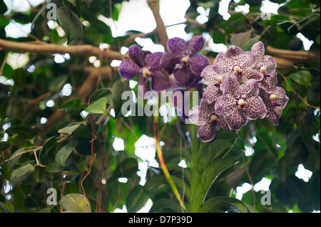 LILA ENTDECKTEN VANDA ORCHIDEE BAUM HÄNGEND; CLOSE-UP; FOTOGRAFIERT IM RHS WISLEY GARDENS IN SURREY; ENGLAND. Stockfoto