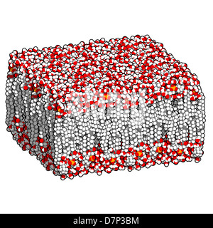 Palmitoyloleoylphosphatidylcholine (POPC) Lipid Bilayer im Wasser, Molekülmodell. Stockfoto