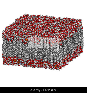 Palmitoyloleoylphosphatidylethanolamine (Papst) Lipid Bilayer im Wasser, Molekülmodell. Atome werden als Kugeln dargestellt. Stockfoto