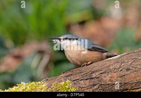 Kleiber Sitta Europaea, auf Moos bedeckt Log zu füttern. Frühling. UK Stockfoto