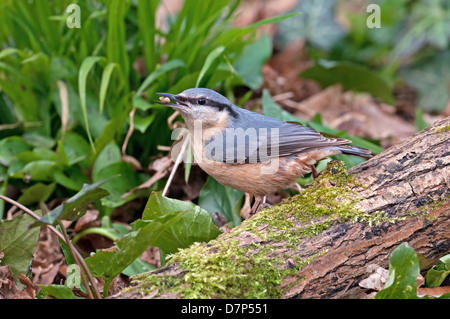 Kleiber Sitta Europaea, auf Moos bedeckt Log zu füttern. Frühling. UK Stockfoto