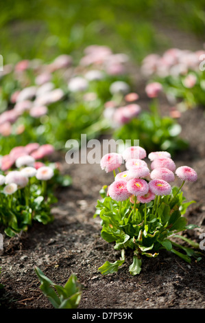 Blumen von Bellis Perennis Pomponette oder Gänseblümchen Stockfoto