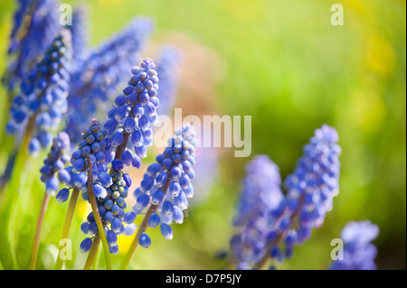 Blaue Muscari Mill blüht Nahaufnahme im Frühjahr Stockfoto