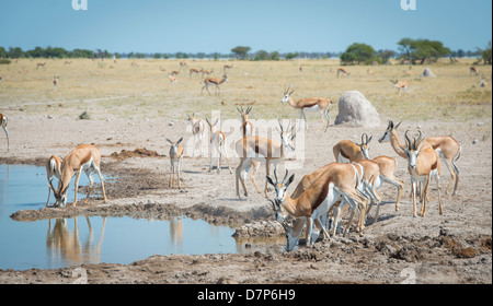 Viele Springbok trinken an einem Wasserloch in der Kalahari-Wüste. Stockfoto