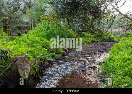 Ein Stream läuft neben einem Pfad auf dem Pembrokeshire Küstenweg. In der Nähe von Sandy Haven. Stockfoto