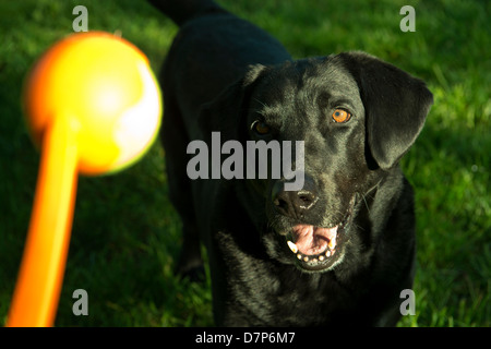 Sadie, ein schwarzer Labrador-Retriever, wartet auf eine Kugel zu werfen. Stockfoto
