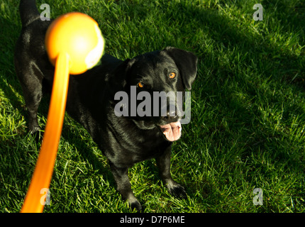 Sadie, ein schwarzer Labrador-Retriever, wartet auf eine Kugel zu werfen. Stockfoto