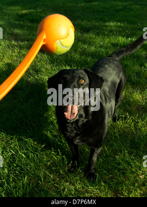Sadie, ein schwarzer Labrador Retriever,, wartet auf eine Kugel Oss. Stockfoto