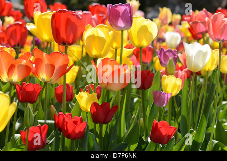 Tulpen im Garten Stockfoto