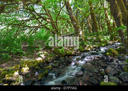 Regen-Urwald mit mossed Boden, Steinen und einem Bach Stockfoto