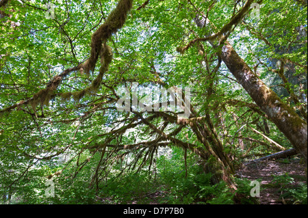 Regen-Urwald mit mossed Boden Stockfoto