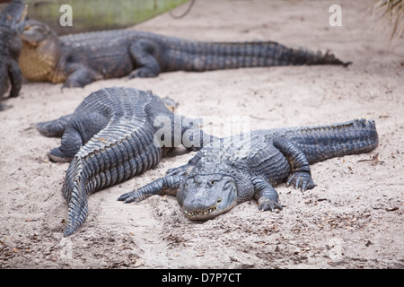 Amerikanische Alligatoren sind bei Alligatorfarm Zoological Park in St. Augustine, Florida zu sehen Stockfoto