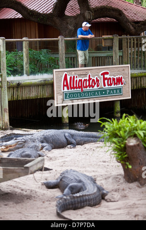 Amerikanische Alligatoren sind bei Alligatorfarm Zoological Park in St. Augustine, Florida zu sehen Stockfoto