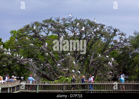 Dutzende von Vögel sind zu sehen auf einem Baum in der Alligator Farm Zoological Park Vogel Rookery in St. Augustine, Florida Stockfoto