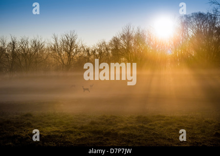 Reh im Nebel bedeckt Nebel gehüllt Feld bei Sonnenaufgang Stockfoto