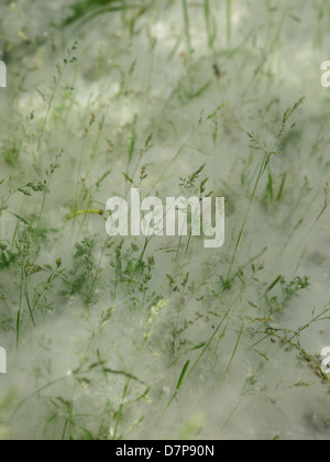 Pappel Tat verantwortlich für Allergien in einem Feld von Wildgras Stockfoto