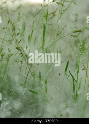 Pappel Tat verantwortlich für Allergien in einem Feld von Wildgras Stockfoto