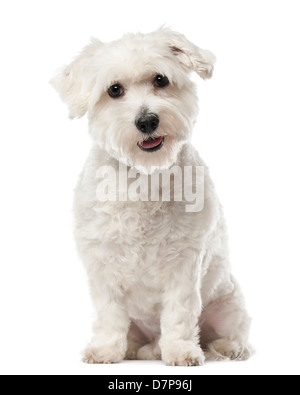 Coton de Tulear, 22 Monate alt, sitzen und schaut in die Kamera vor weißem Hintergrund Stockfoto