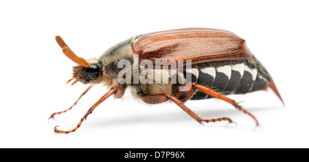 Männliche Maikäfer, Melolontha Melolontha, bekannt als Fehler kann, Mitchamador, Billy Hexe oder Spang Käfer vor weißem Hintergrund Stockfoto