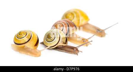 Grove Schnecken oder braun-lippige Schnecken, Bänderschnecken Nemoralis, Rennen vor einem weißen Hintergrund Stockfoto