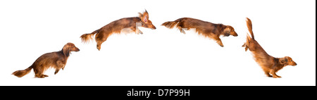 Zusammensetzung eines Dackels, 4 Jahre alt, vor weißem Hintergrund springen Stockfoto