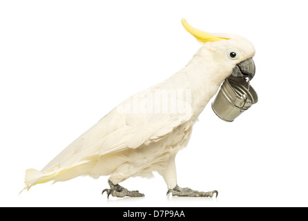 Schwefel-crested Cockatoo, Cacatua Galerita, 30 Jahre alt, Fuß mit Eimer im Schnabel vor einem weißen Hintergrund Stockfoto