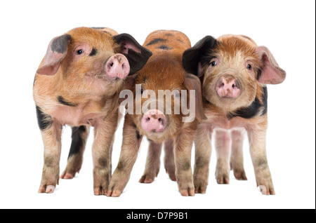 Oxford Sandy und schwarzen Ferkel, 9 Wochen alt, vor weißem Hintergrund Stockfoto