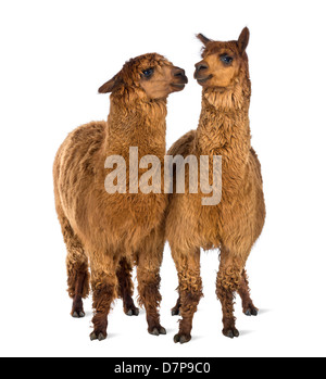 Alpaka, Vicugna Pacos, stehend vor weißem Hintergrund Stockfoto