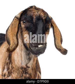 Nahaufnahme einer Anglo-nubische Ziege mit einem verzerrten Kiefer, Blick in die Kamera vor weißem Hintergrund Stockfoto