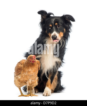 Border-Collie, 8,5 Jahre alt, gerade Henne vor weißem Hintergrund Stockfoto
