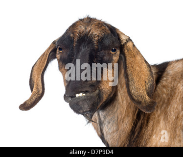 Nahaufnahme einer Anglo-nubische Ziege mit einem verzerrten Kiefer, Blick in die Kamera vor weißem Hintergrund Stockfoto