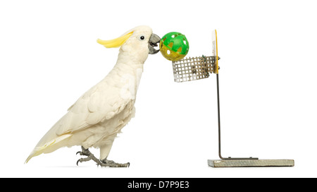 Schwefel-crested Cockatoo, Cacatua Galerita, spielt 30 Jahre alt, Basketball vor einem weißen Hintergrund Stockfoto