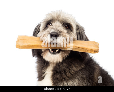 Nahaufnahme von einem Mischling Hund, 4 Jahre alt, hält Knochen vor weißem Hintergrund Stockfoto