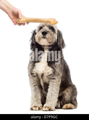 Mischling Hund, 4 Jahre alt, Blick auf Knochen statt vor weißem Hintergrund Stockfoto