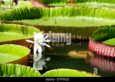 Seerose, Nenuphar, Vitoria Regia, eine der schönsten Pflanzen der Wendekreis Stockfoto