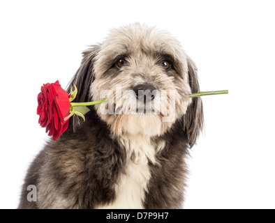 Nahaufnahme von einem Mischling Hund, stieg 4 Jahre alt, hält rot vor weißem Hintergrund Stockfoto