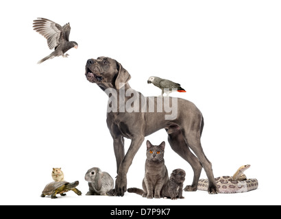 Gruppe von Tieren, einschließlich Hunde, Katzen, Vögel, Schlange und Kaninchen vor weißem Hintergrund Stockfoto