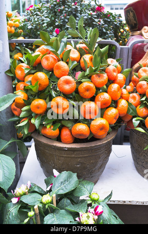 dh Flower Market MONG KOK HONG KONG Chinese New Year Minature kleiner Orangenbaum im Topfmarkt Stall zeigt mongkok Obstbäume Stockfoto