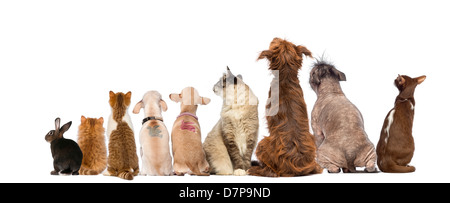 Rückansicht einer Gruppe von Haustiere, Hunde, Katzen, Kaninchen, sitzen vor weißem Hintergrund Stockfoto