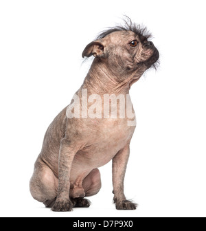 Haarlose Mischling, eine Kreuzung zwischen einem französische Bulldogge und Chinese Crested Dog, wegschauen vor weißem Hintergrund Stockfoto