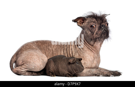 Haarlose Mischling, eine Kreuzung zwischen einem französische Bulldogge und Chinese Crested Dog, liegend mit einem haarlosen Meerschweinchen Stockfoto